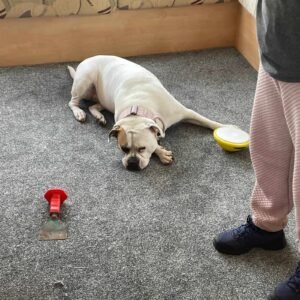 Caesar Saxony Grey Carpet